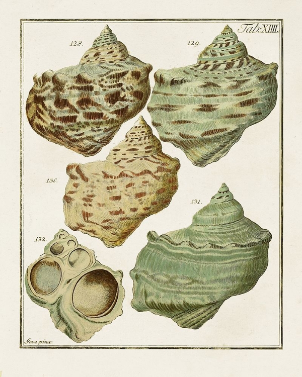 Picture of PASTEL SHELL PAIR II