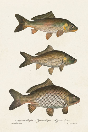 Picture of SPECIES OF ANTIQUE FISH I