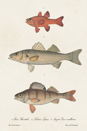 Picture of SPECIES OF ANTIQUE FISH II