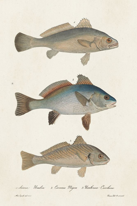 Picture of SPECIES OF ANTIQUE FISH III