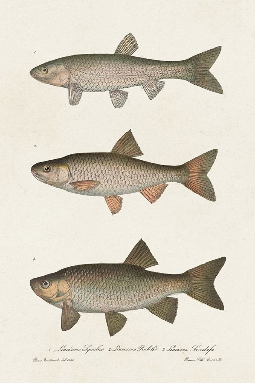 Picture of SPECIES OF ANTIQUE FISH IV