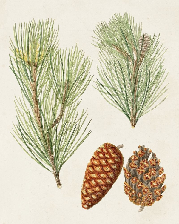 Picture of ANTIQUE PINE CONES I