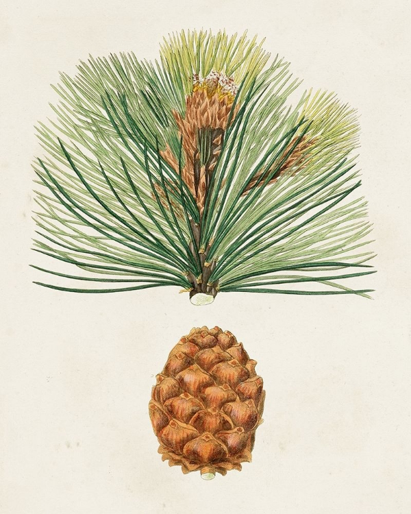 Picture of ANTIQUE PINE CONES II