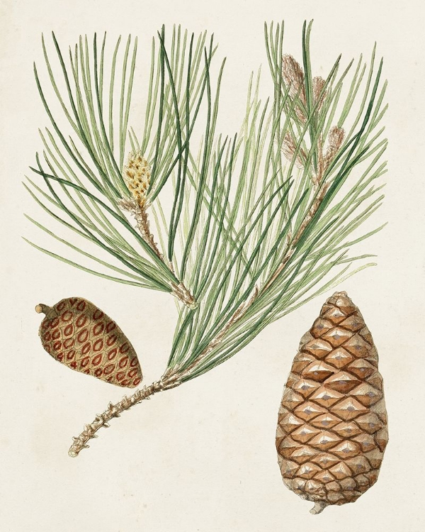 Picture of ANTIQUE PINE CONES III