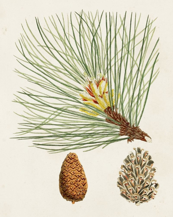 Picture of ANTIQUE PINE CONES IV