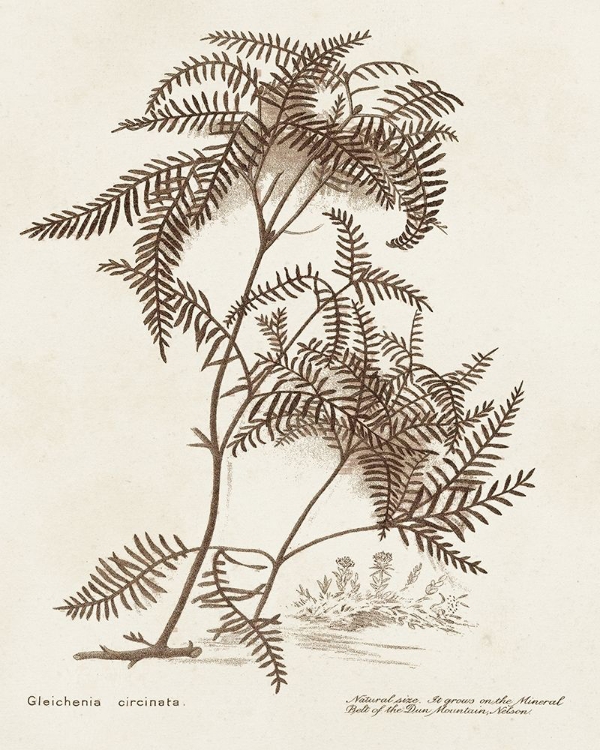 Picture of SEPIA FERN VARIETIES III