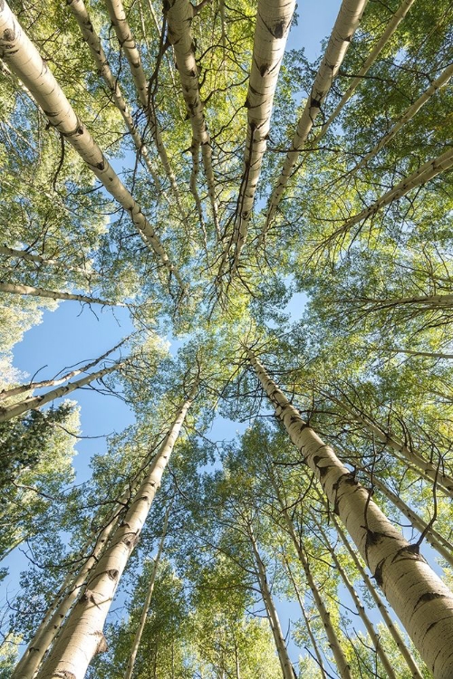 Picture of LOOKING UP