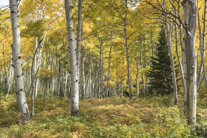 Picture of ASPEN GROVE I