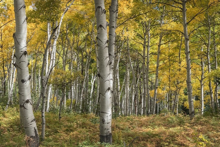 Picture of ASPEN GROVE II