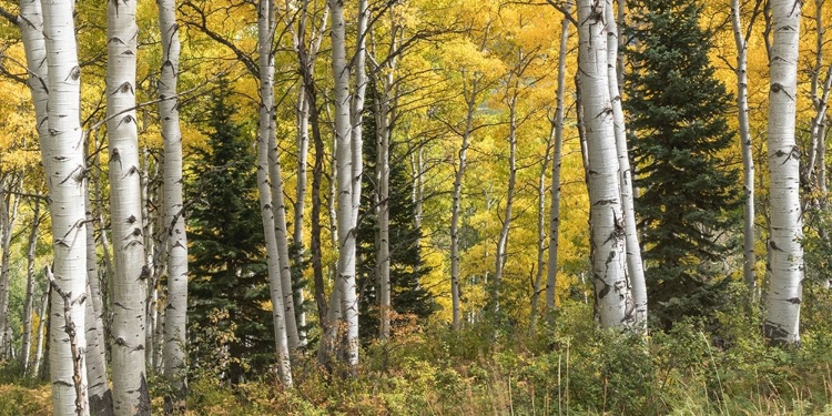 Picture of ASPEN PANORAMA