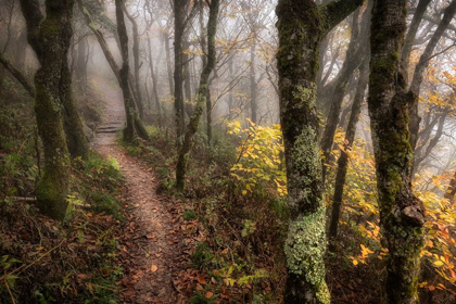 Picture of FOG AHEAD