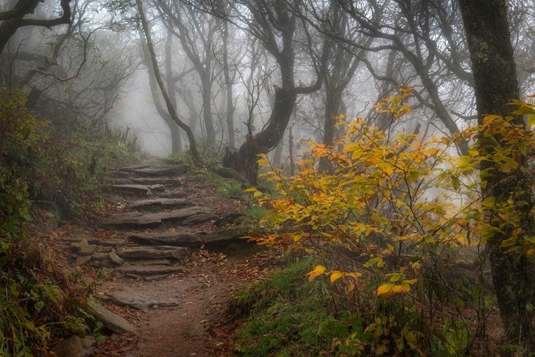 Picture of STONE STEPS