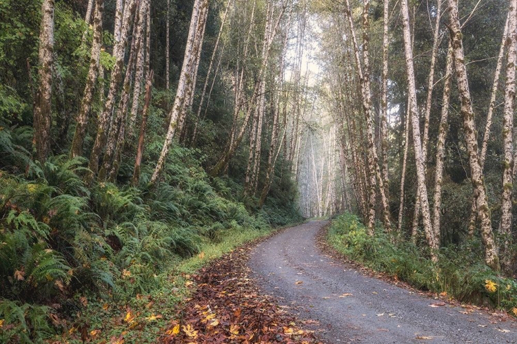 Picture of MOUNTAIN DRIVE