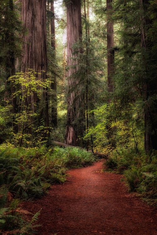 Picture of FOREST PATH I