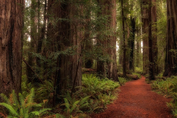 Picture of A WALK IN THE WOODS I