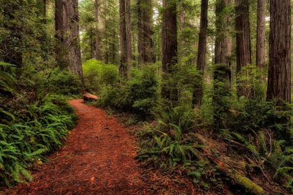 Picture of A WALK IN THE WOODS II