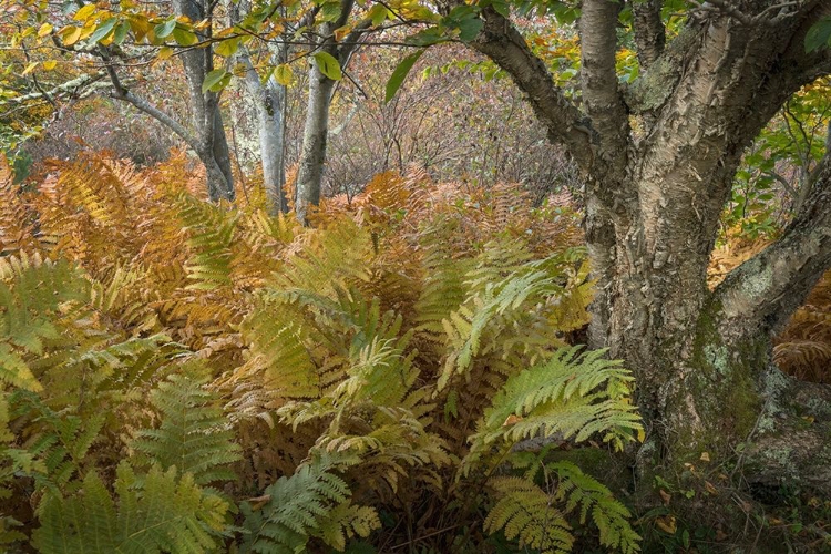 Picture of AUTUMN FERNS