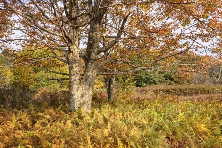 Picture of MAPLE AND FERNS