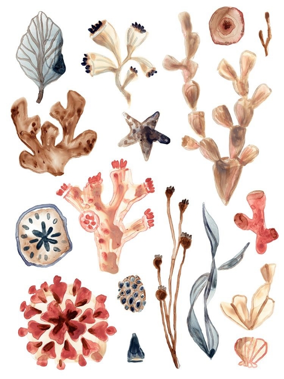 Picture of OCEAN ASSORTMENT II