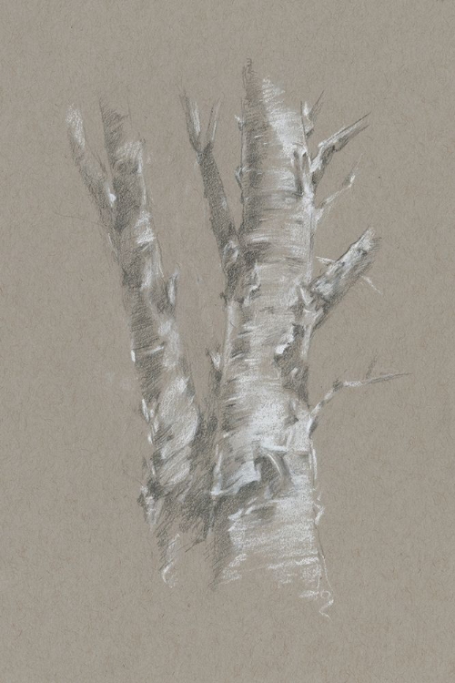 Picture of CHALK BIRCH STUDY I