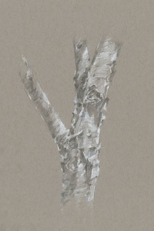 Picture of CHALK BIRCH STUDY II