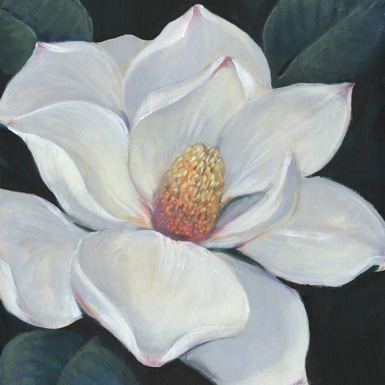 Picture of BLOOMING MAGNOLIA II