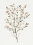 Picture of SINGLE SPRIG III