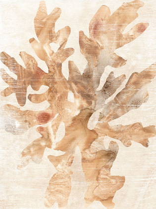 Picture of PARCHMENT CORAL IV