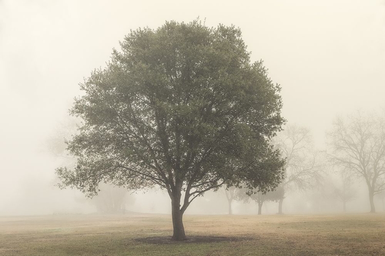 Picture of TREES IN THE FOG I