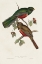 Picture of ELEGANT TROGONS VI