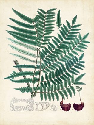 Picture of COLLECTED FERNS VIII