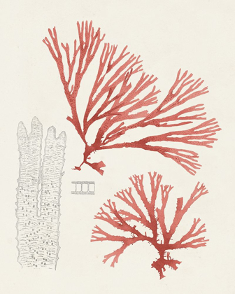 Picture of VINTAGE CORAL STUDY I