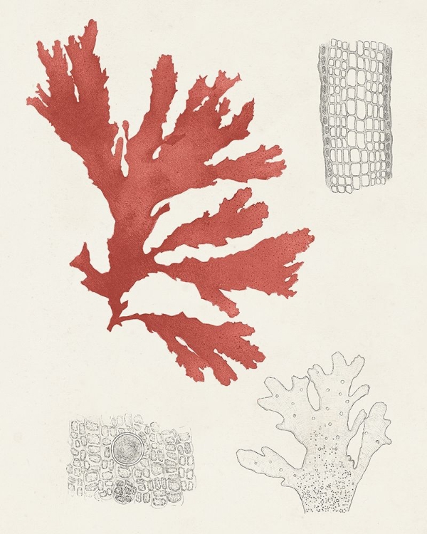 Picture of VINTAGE CORAL STUDY III