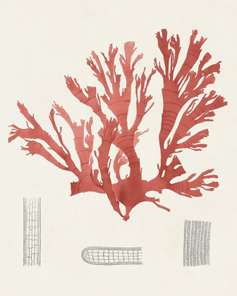 Picture of VINTAGE CORAL STUDY IV