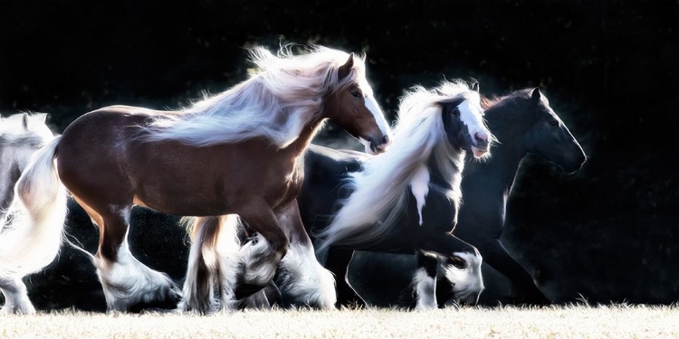 Picture of HORSE MOTION X