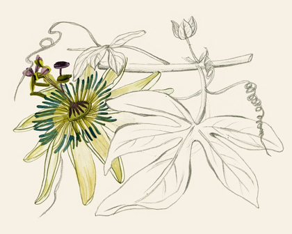 Picture of PASSIONFLOWER I