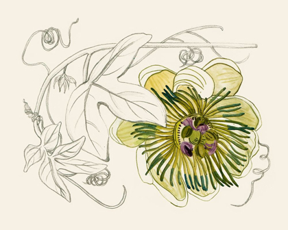 Picture of PASSIONFLOWER II