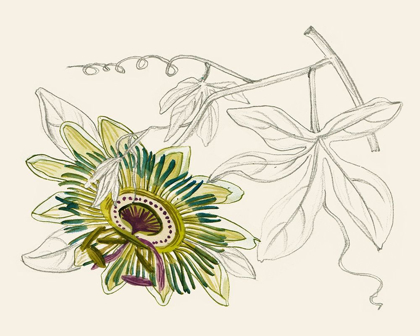 Picture of PASSIONFLOWER III