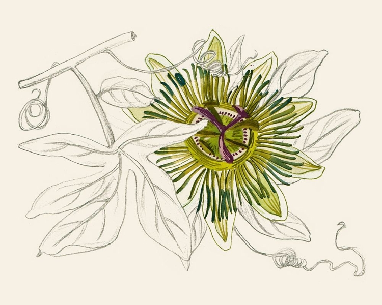 Picture of PASSIONFLOWER IV