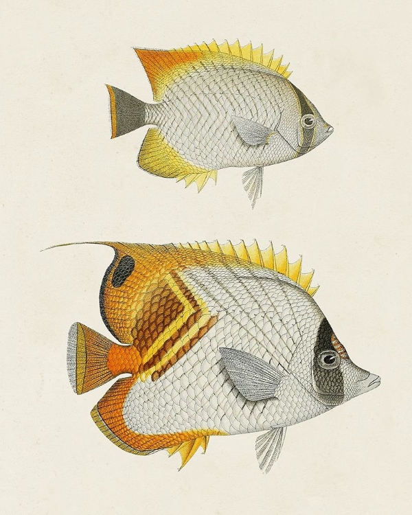 Picture of YELLOW AND GREY FISH I