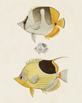 Picture of YELLOW AND GREY FISH II