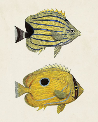 Picture of YELLOW AND GREY FISH III