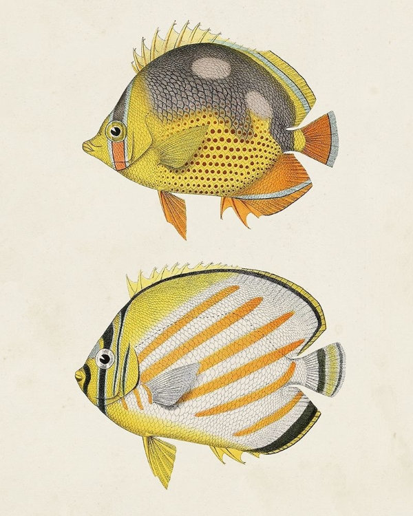 Picture of YELLOW AND GREY FISH IV