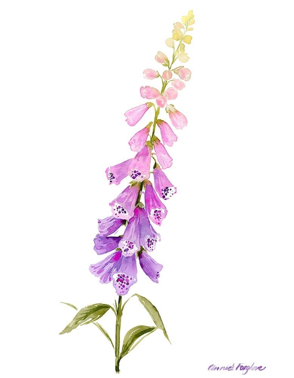 Picture of ANNIES FOXGLOVE I