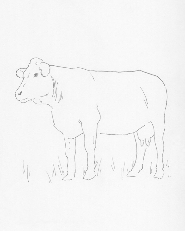 Picture of LIMOUSIN CATTLE IV