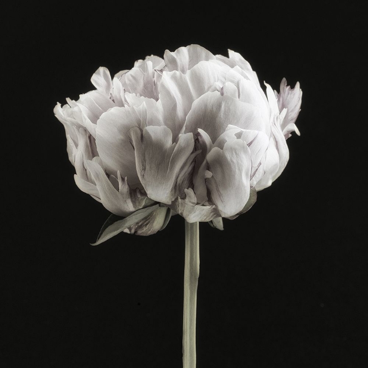 Picture of BLUSH PEONY PORTRAIT II