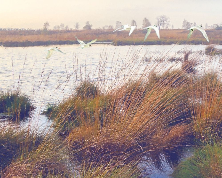 Picture of MARSHLAND HUES I