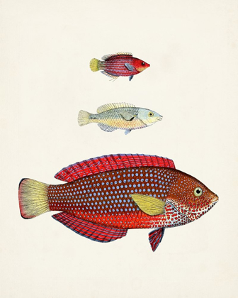 Picture of COLORFUL TROPICAL FISH II