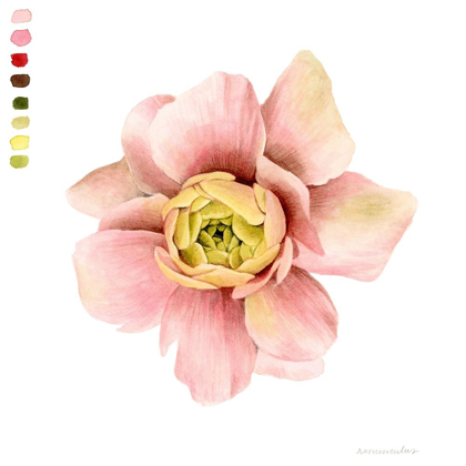 Picture of WATERCOLOR RANUNCULUS STUDY I