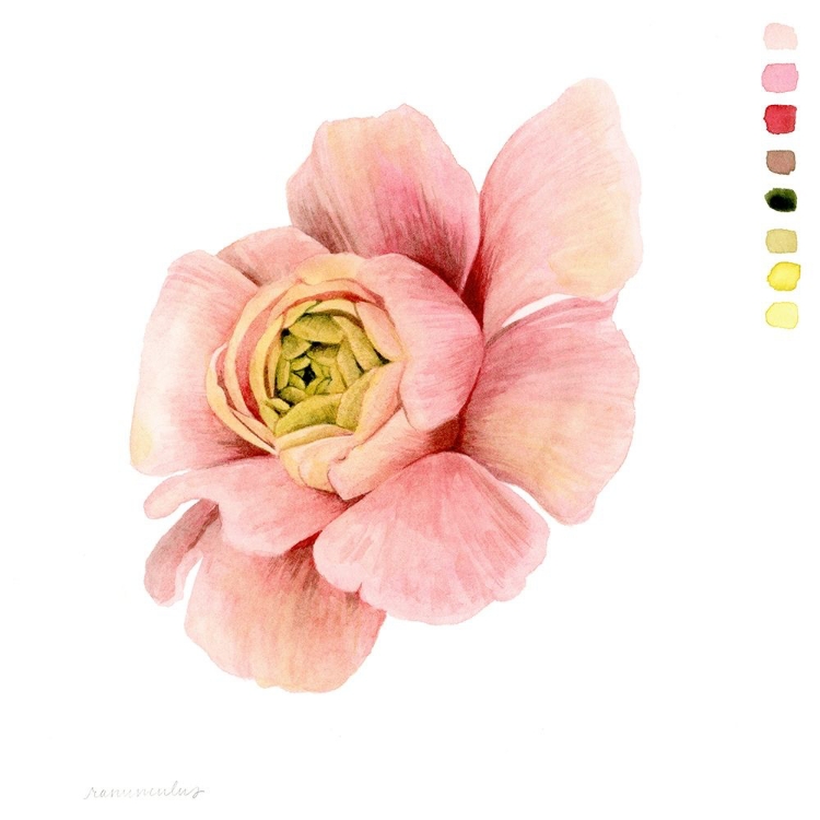 Picture of WATERCOLOR RANUNCULUS STUDY II